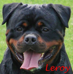 Leroy.jpg