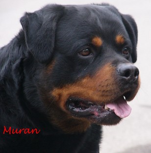 Muran1.jpg