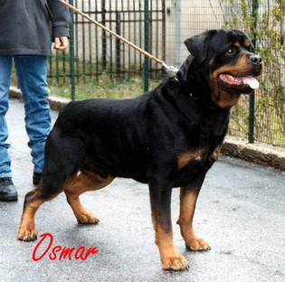 osmar.jpg